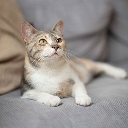 chat sur le canapé