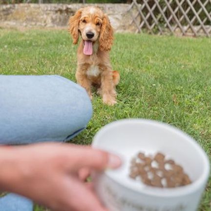 chiot cocker assis dans l'herbe regardant sa gamelle de croquettes