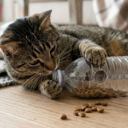 chat tabby gris jouant avec un jouet DIY bouteille croquettes