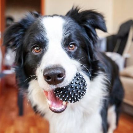 chien noir et blanc avec une balle dans la bouche