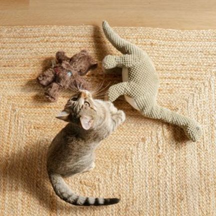 chat tigré jouant avec ses jouets