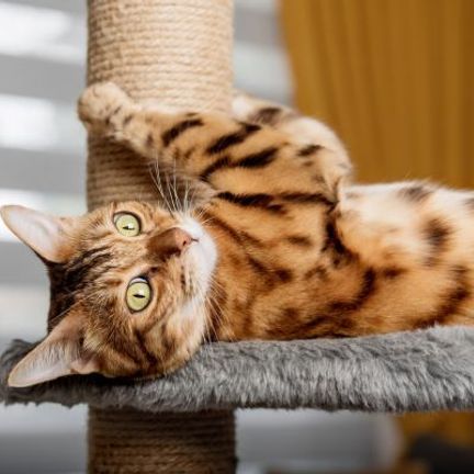 chat tabby jouant sur son arbre à chat