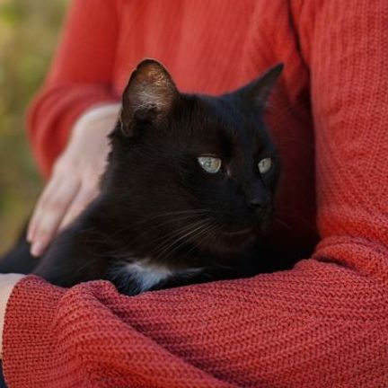 chat noir dans les bras de sa maîtresse