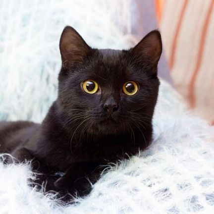 chat noir allongé sur un coussin