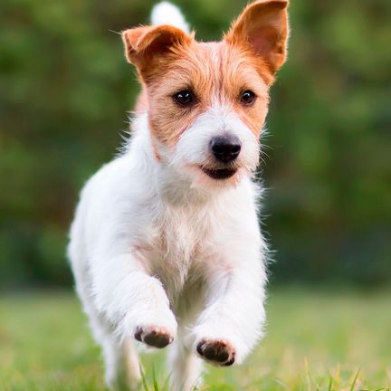 Chien courant 