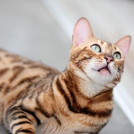 Bengal 