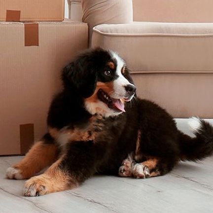 chiot bouvier bernois devant des cartons de déménagement