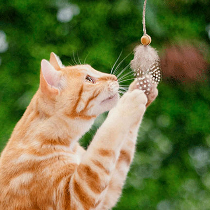 Chat roux jouant 
