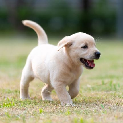 Chiot courant en extérieur