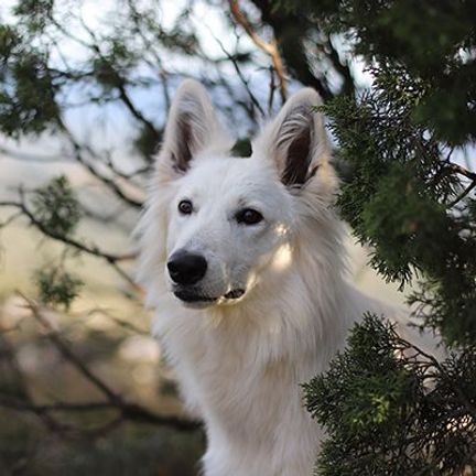 Un chien, les oreilles dressées, regarde légèrement sur sa droite 