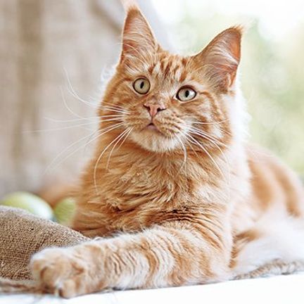Chat couché en intérieur
