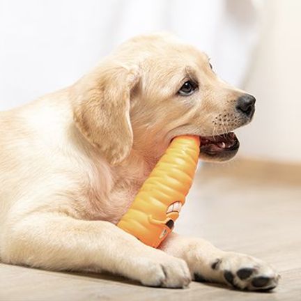 Jeune chien jouant en intérieur