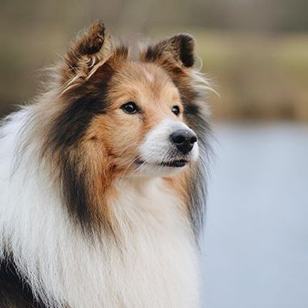 Chien au bord de l'eau