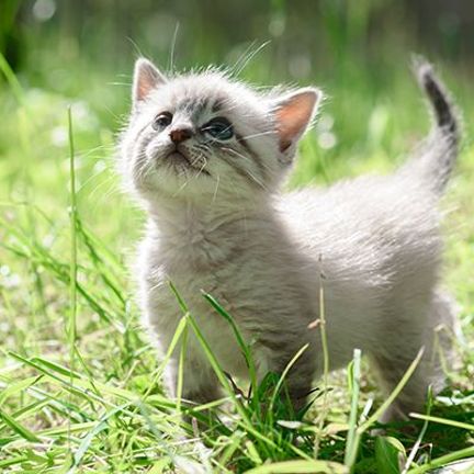 Chaton en pleine nature