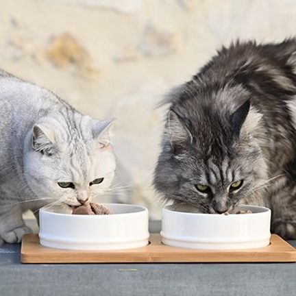 2 chats mangeant de leur gamelle 