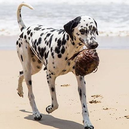 Dalmatien tenant une noix de coco