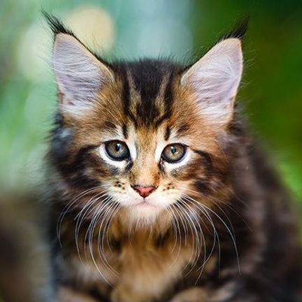 Bébé chat en pleine nature