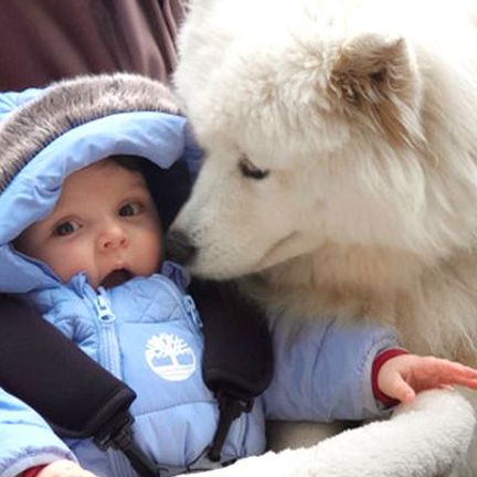 Samoyède avec un bébé