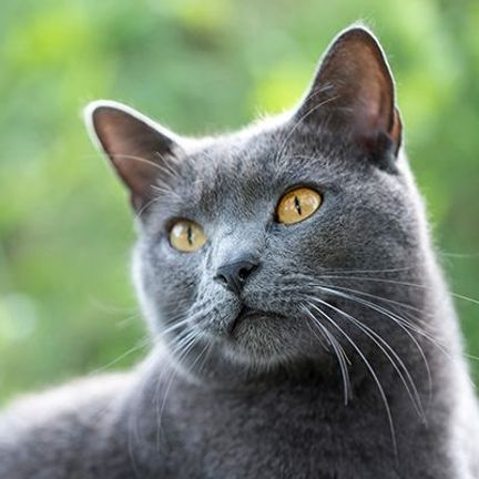 Gros plan sur un Chartreux