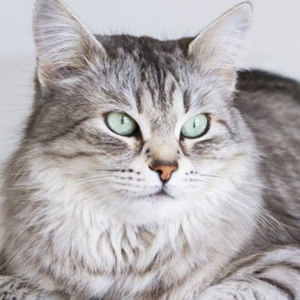 Un chat tigré regardant légèrement vers sa gauche