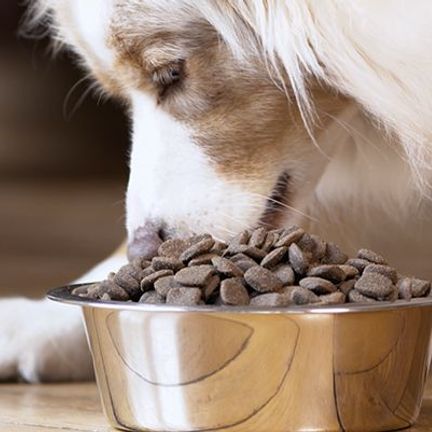 Un chien mangeant des croquettes 