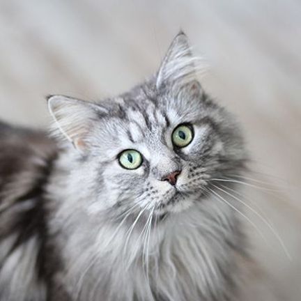 Un chat regarde l'objectif de l'appareil photo