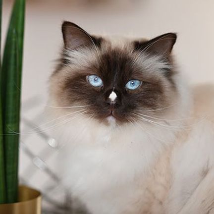 Un chat aux yeux clairs, en intérieur, regardant l'objectif