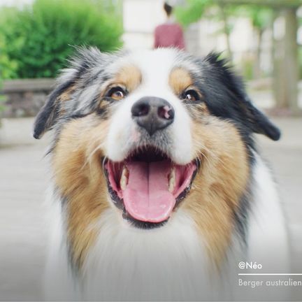 Néo, un Berger Australien