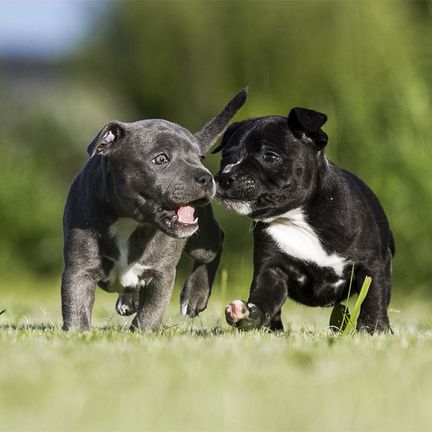 2 chiots Staffie en plein air