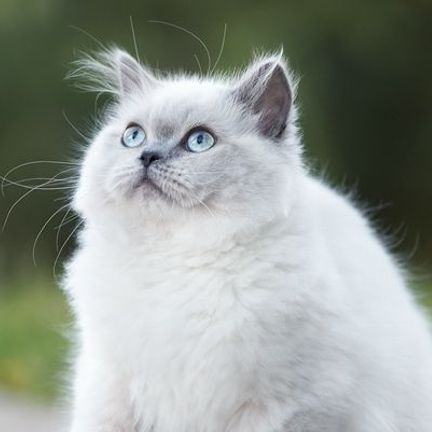 Chat blanc regardant en hauteur en plein air