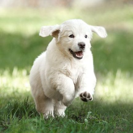 Un chien courant sur l'herbe