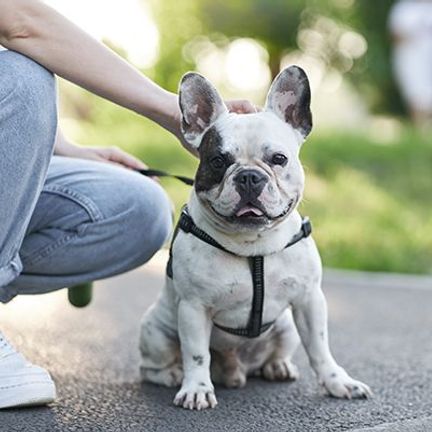 Un chien assis à côté de son maître en extérieur 