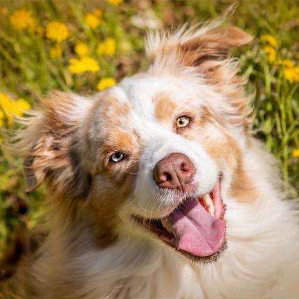 Berger Australien, en pleine nature, regardant l'obectif