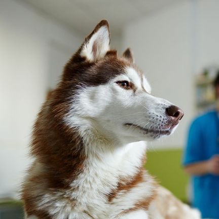 Chien chez le vétérinaire