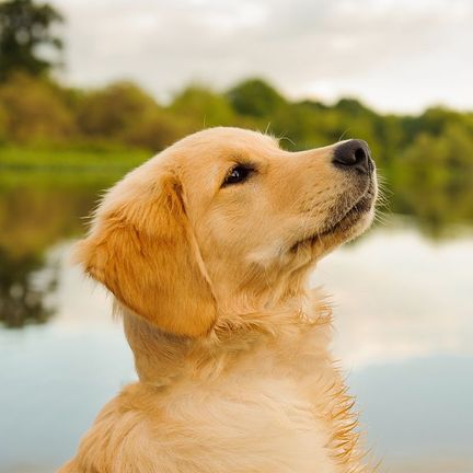 Jeune chien en plein air
