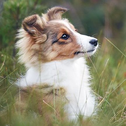 Berger des Shetland en pleine nature