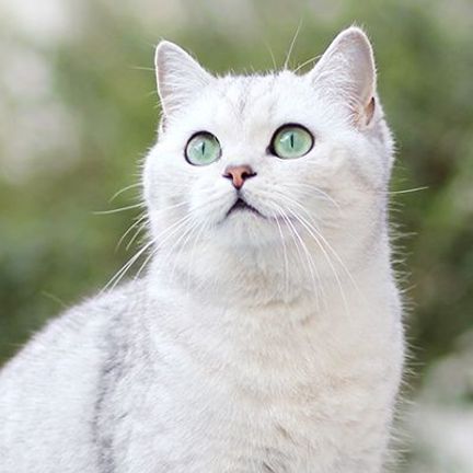 Chat blanc attentif