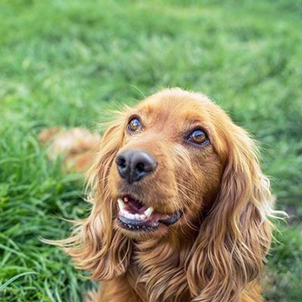 cocker anglais dans l'herbe