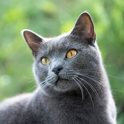 chat gris devant forêt 