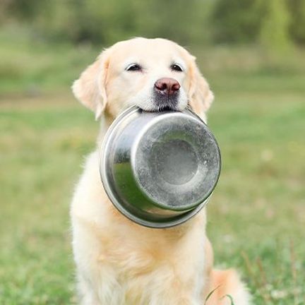Labrador tenant une gamelle 