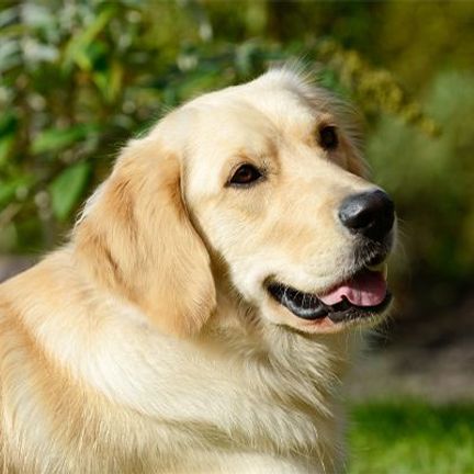Golden Retriever allongé dans l'herbe