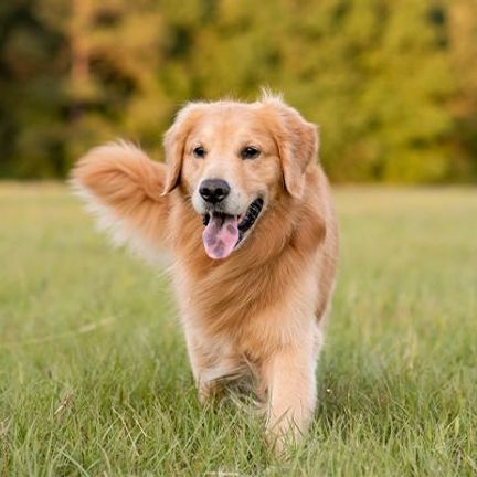 Golden Retriever dans l'herbe