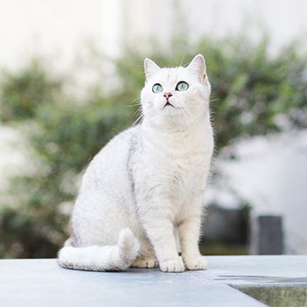 chat blanc en extérieur