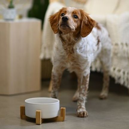 chien devant sa gamelle