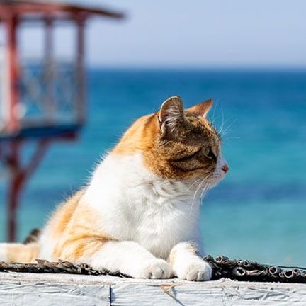 chat devant la mer