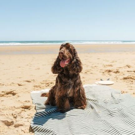 chien cocker marron sur la plage 