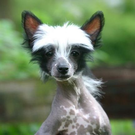 chien chinois à crète blanc et noir