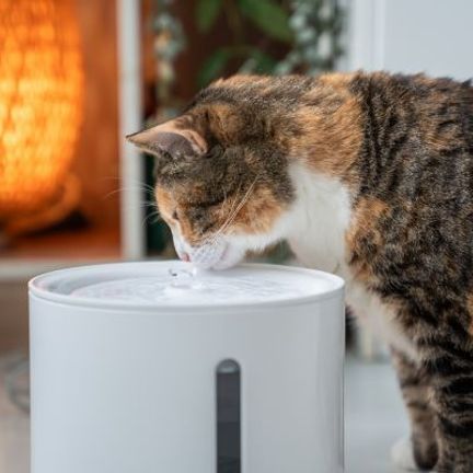 chat buvant dans sa fontaine à eau