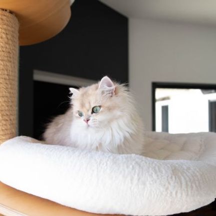 chat sur son arbre à chat