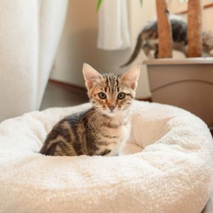 chaton tabby dans son panier beige